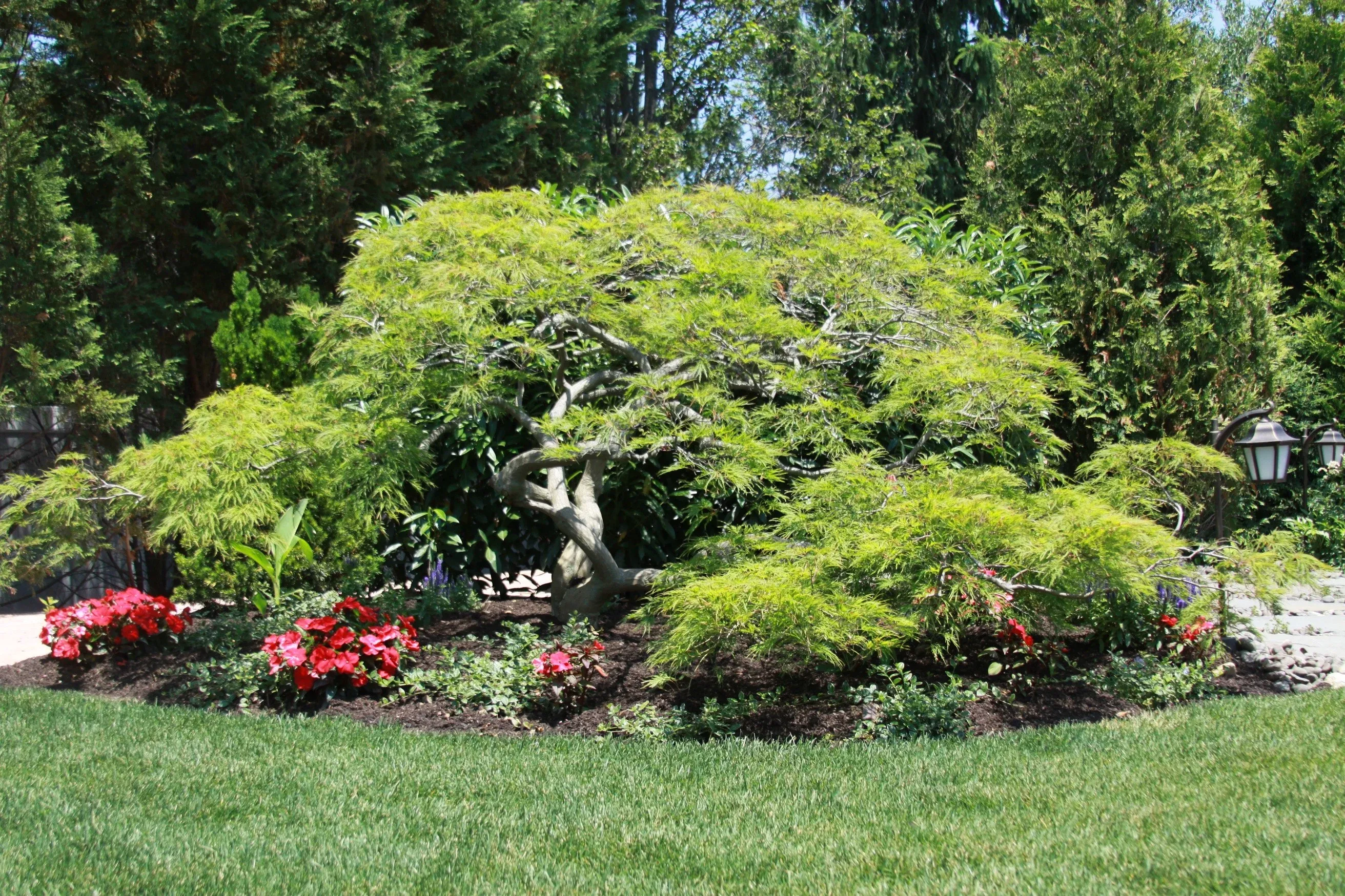 Beautiful landscape with tree health care