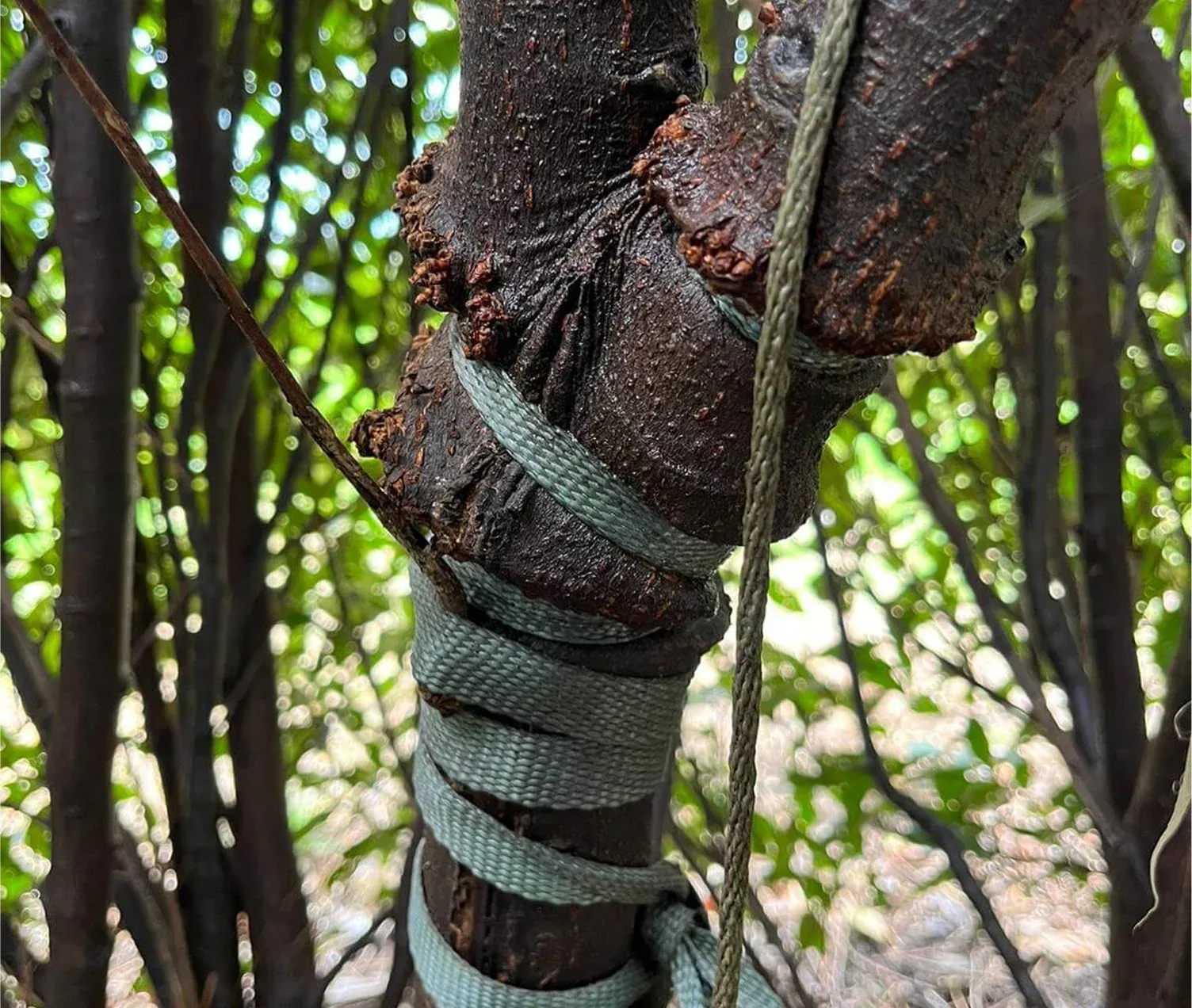 Comprehensive tree diagnostics and arborist consulting services