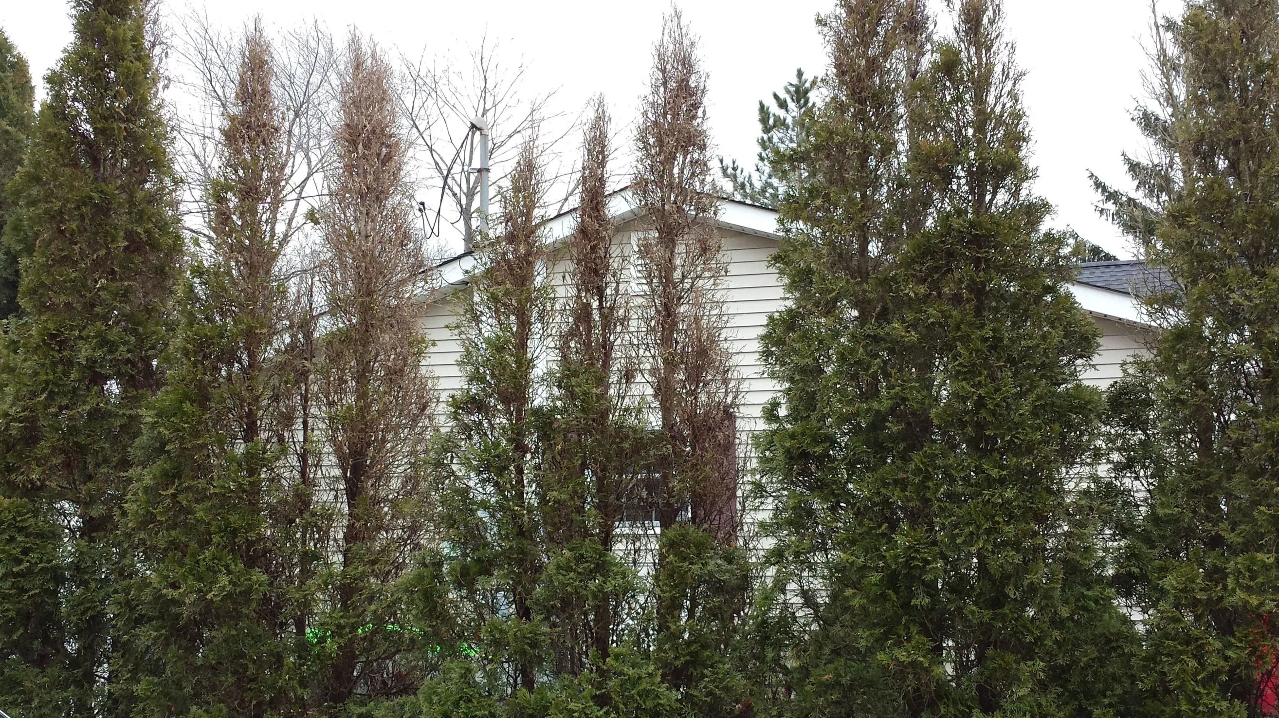 Professional insect and disease control services for healthy trees and shrubs