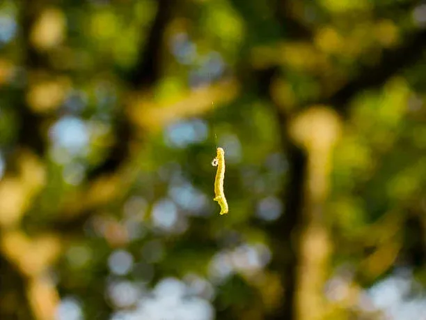 Inchworm control for spring tree protection