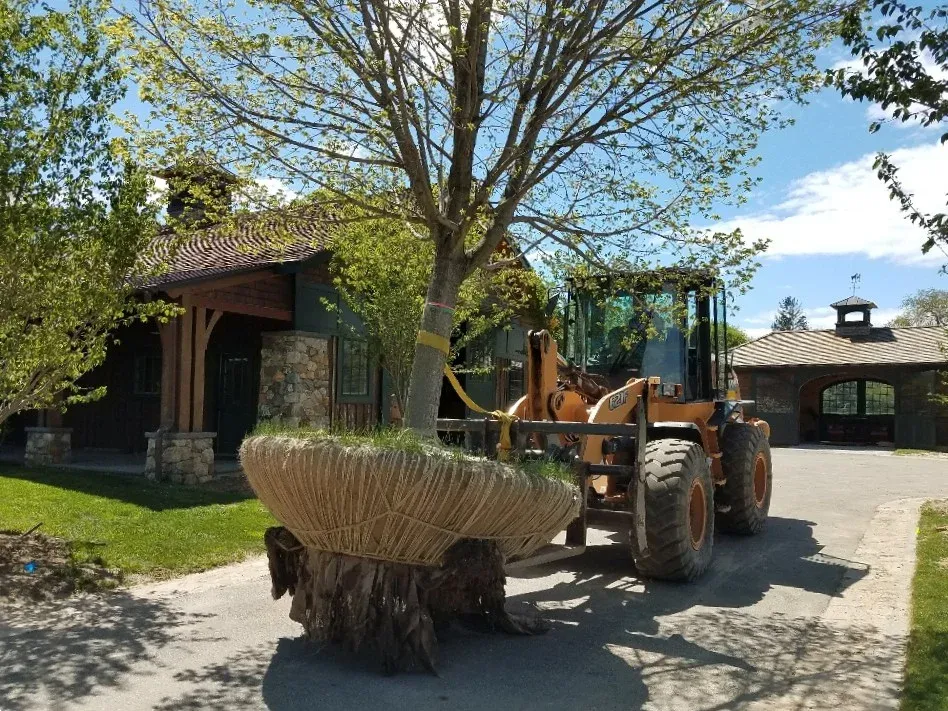 Professional large tree planting and installation