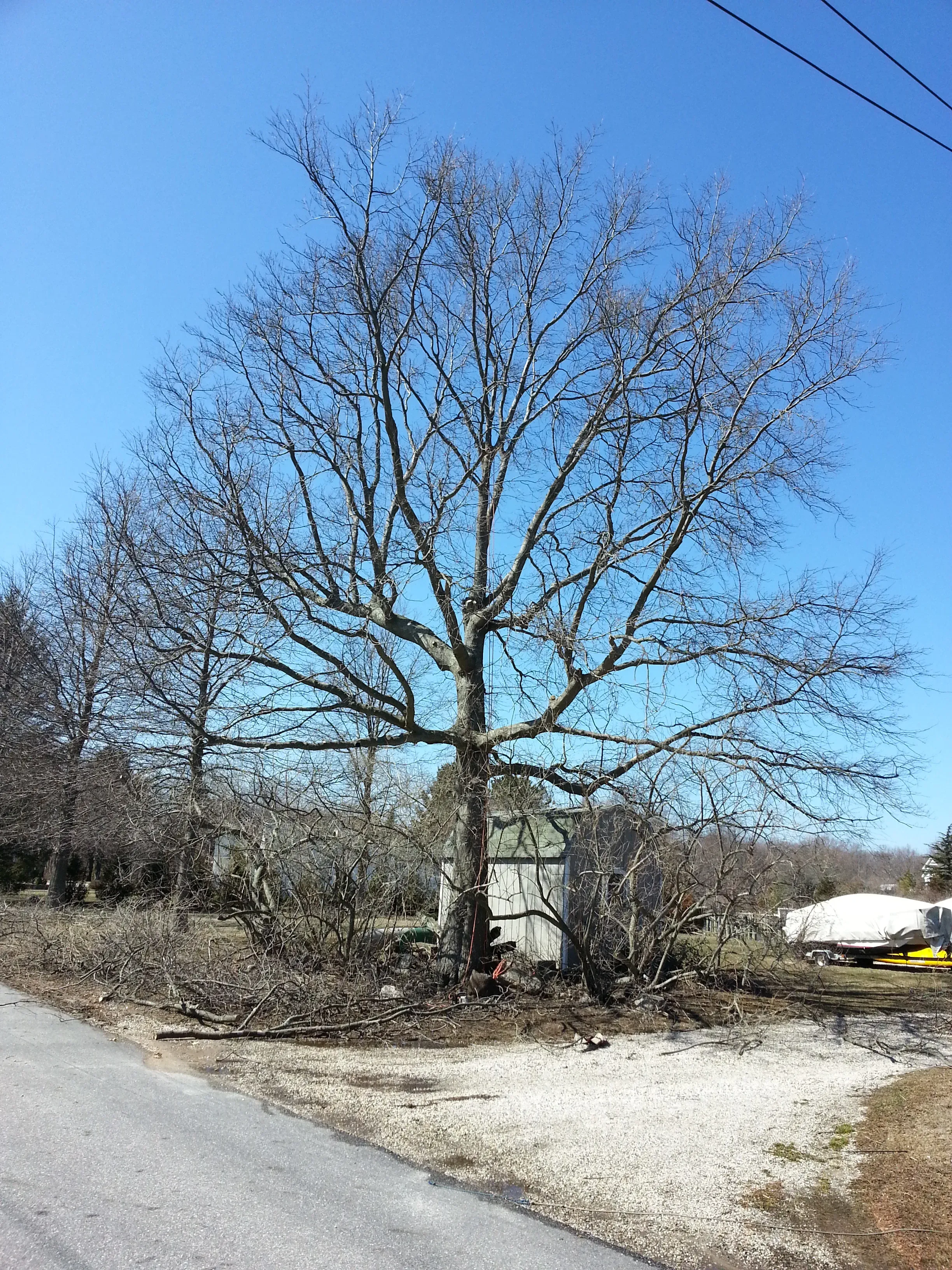 Mature Tree Pruning Services