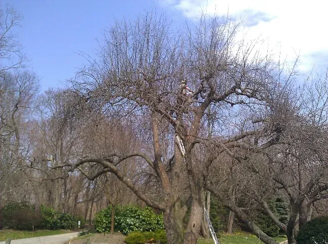 Expert mature tree pruning by certified arborists for tree health and safety