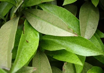 Expert mite control for ornamental plants