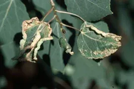 Healthy plants restored after mite treatment