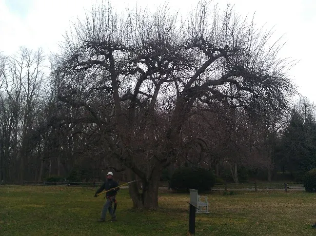 Professional street tree pruning and maintenance services