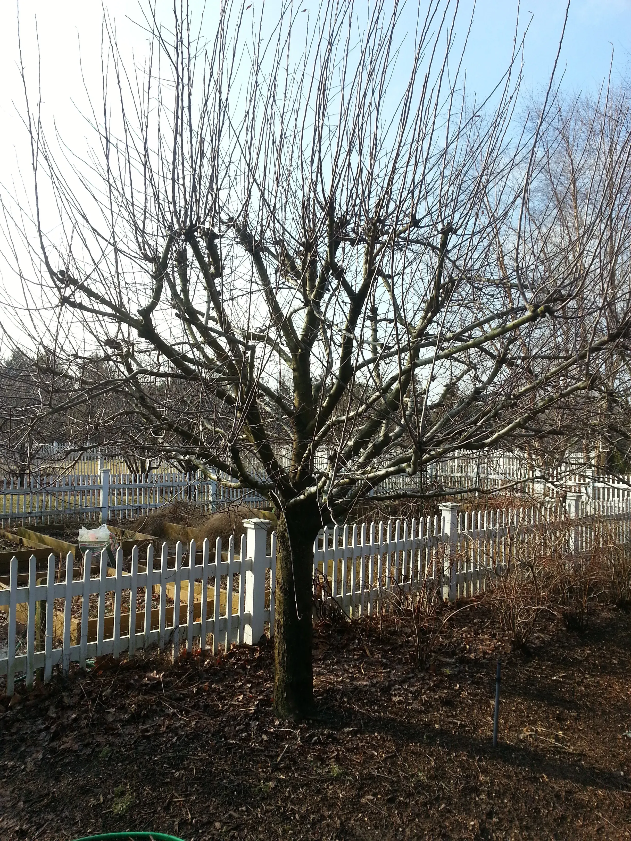 Beautiful flowering shrubs and bushes professionally maintained