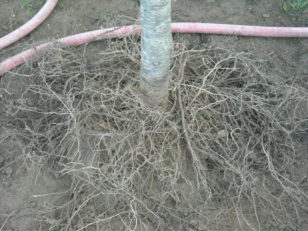 Radial Trenching Services