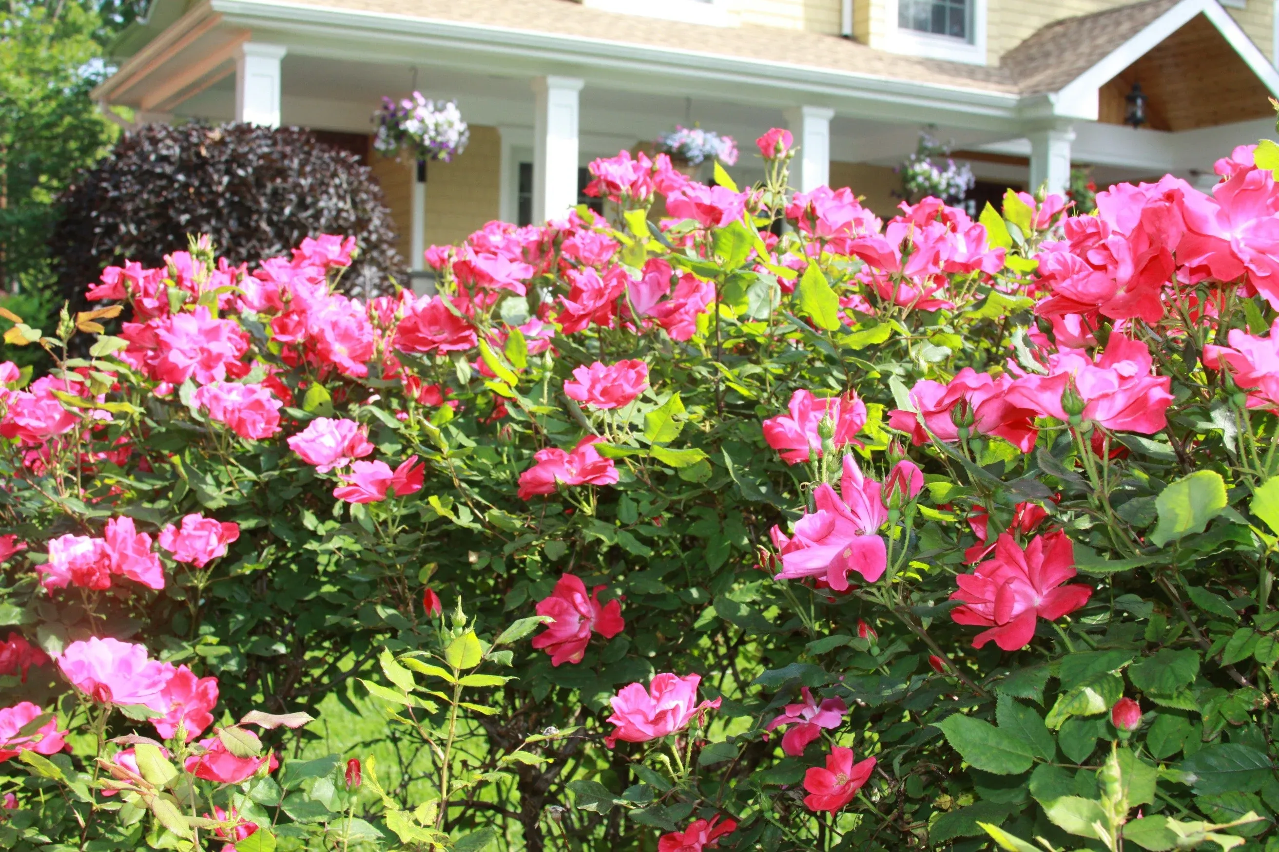 Rose Pruning Services