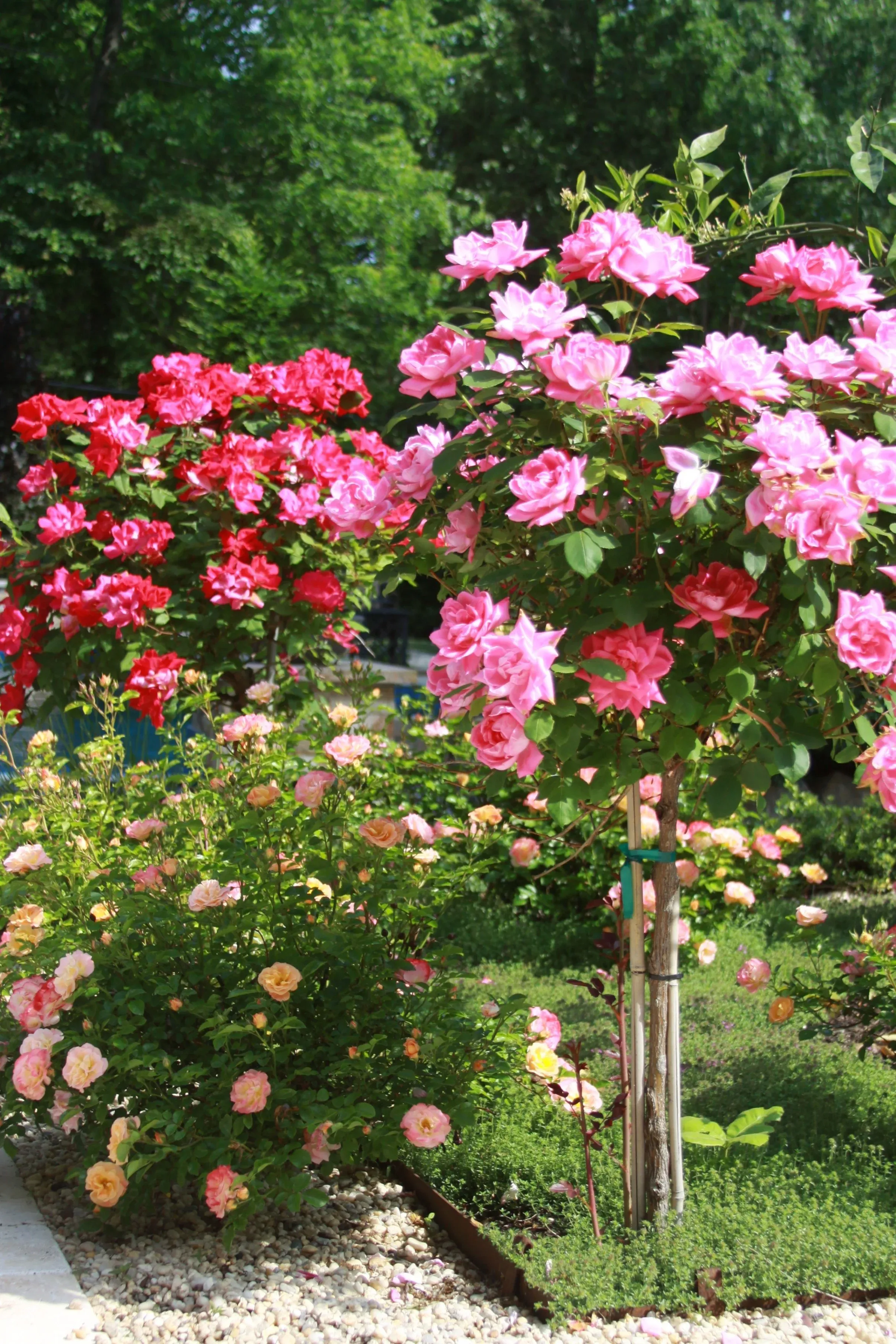 Expert rose pruning services for abundant blooms and healthy plants