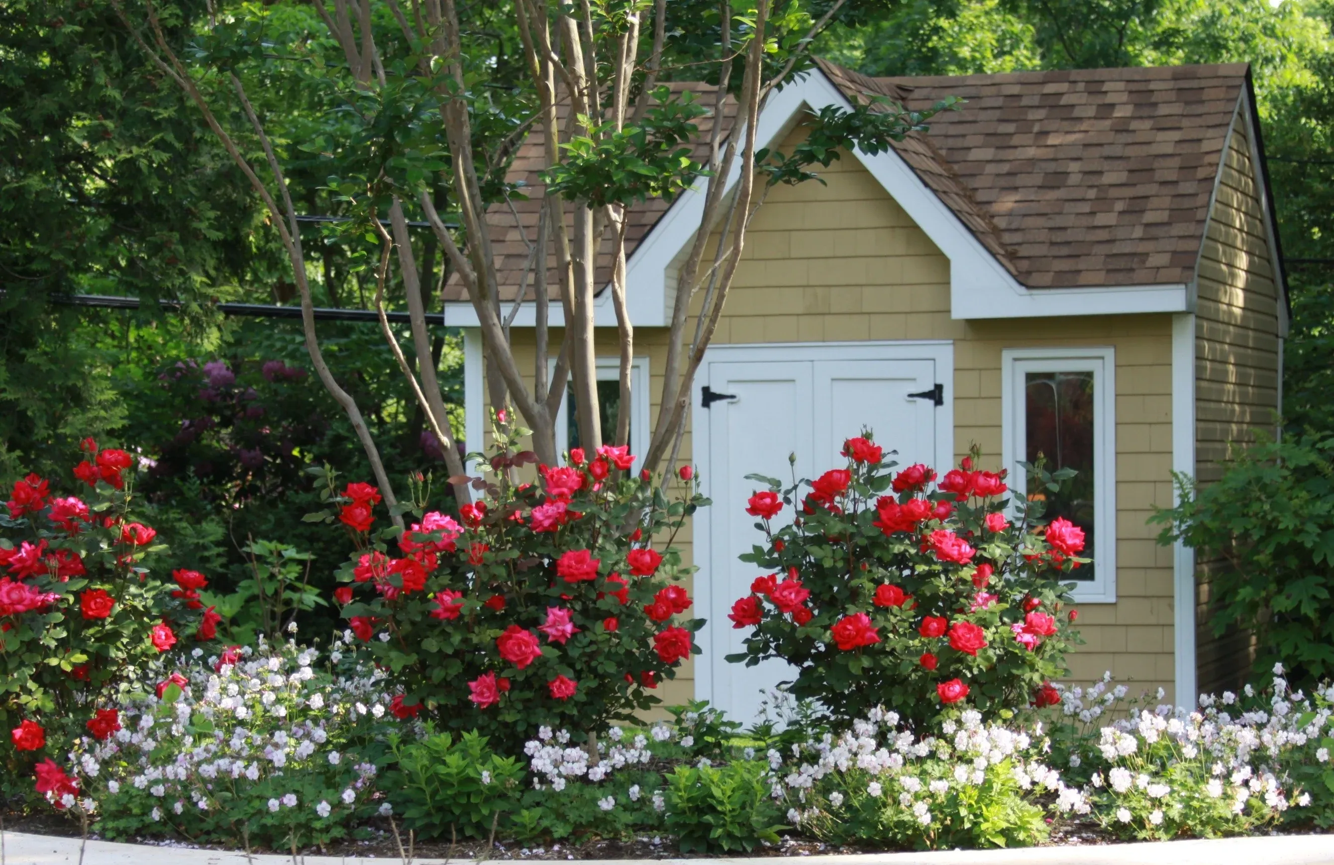 Seasonal rose care and maintenance for maximum bloom production