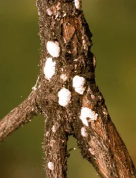 Professional scale insect treatment services