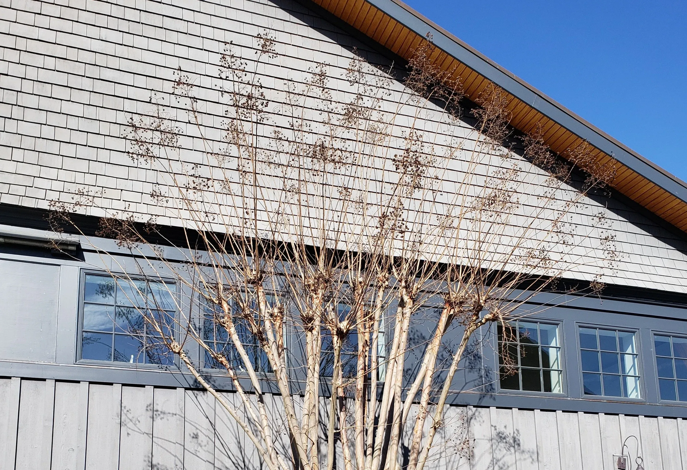 Specialty pruning techniques including espalier and pollarding