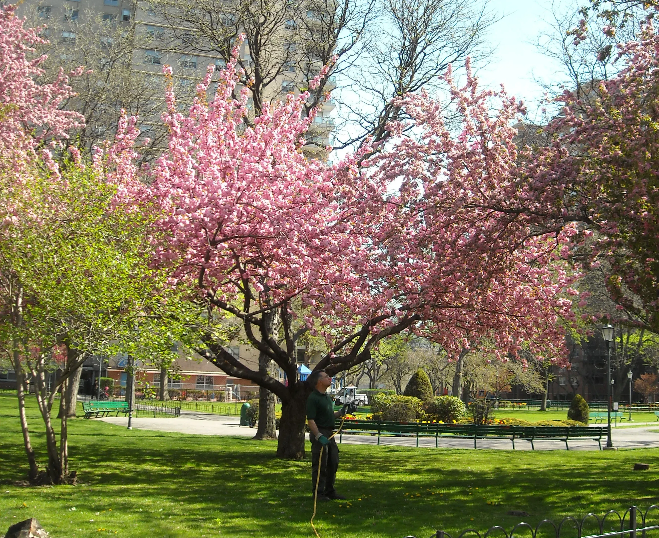 Professional tree spraying equipment and techniques