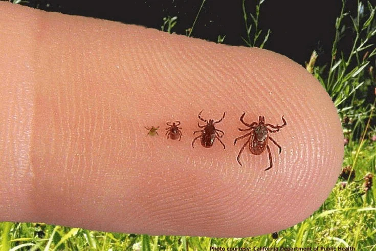 Tick on finger - tick identification