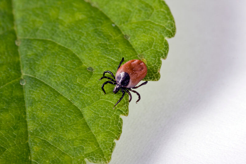 Tick identification and pest control