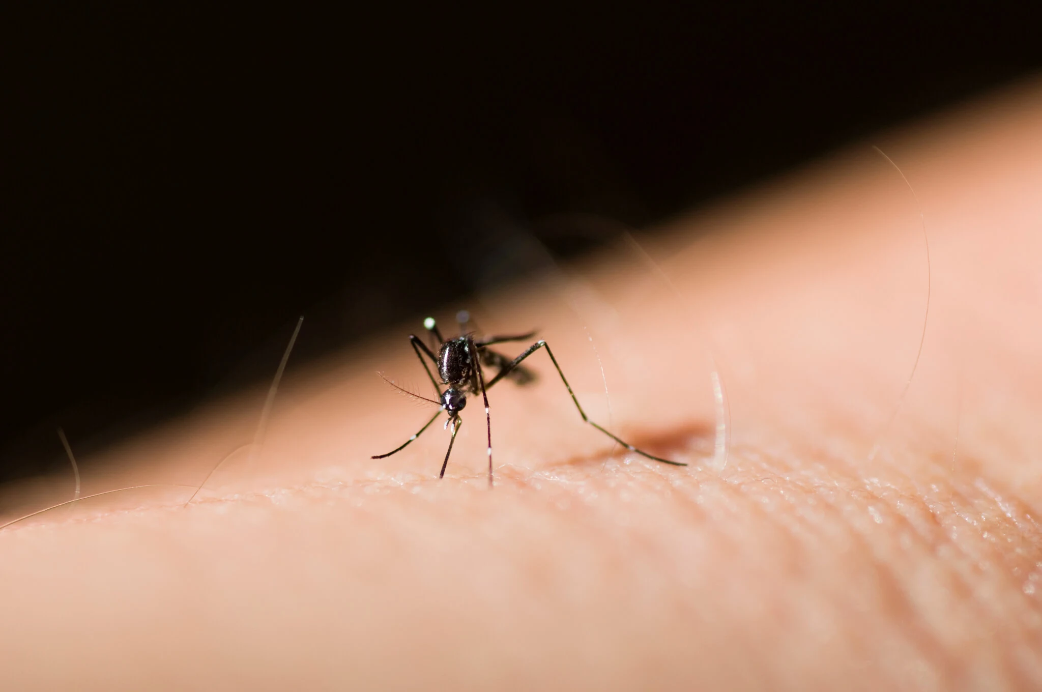 Mosquito Control Services