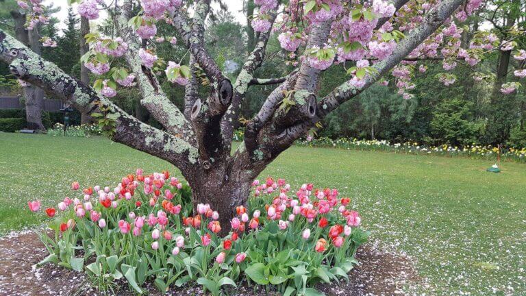 Ornamental tree transplanting for landscape enhancement