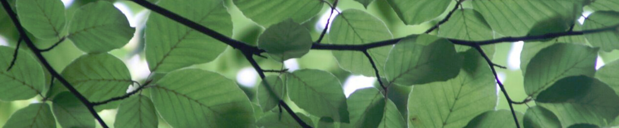 Vertical Mulching Services