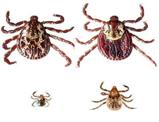 White mark ticks identification