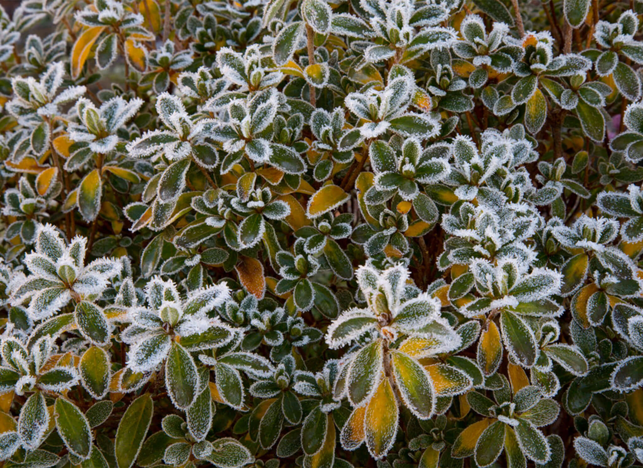 Professional burlapping to protect evergreens and shrubs