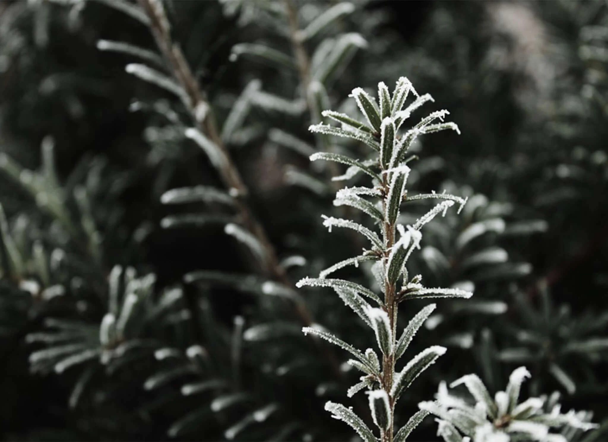 Properly installed burlap protection keeping evergreens healthy through winter