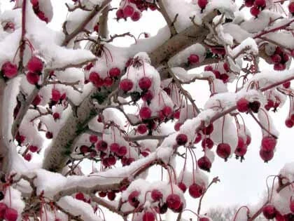 Properly pruned fruit tree showing optimal structure for fruit production