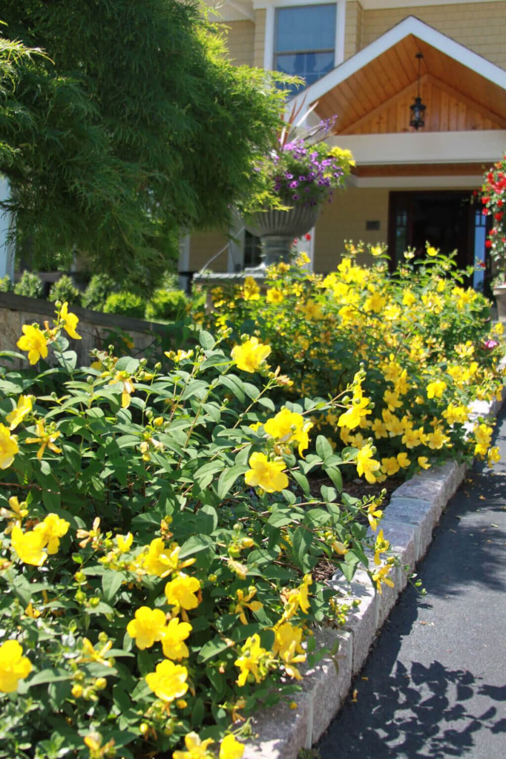 Yellow flowers garden