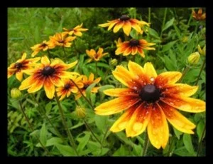 Dealing With Squash Borers