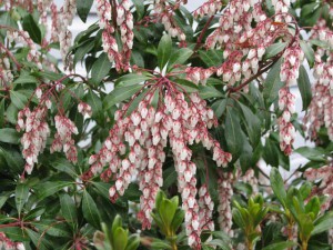 Andromeda (pieris) in bloom 