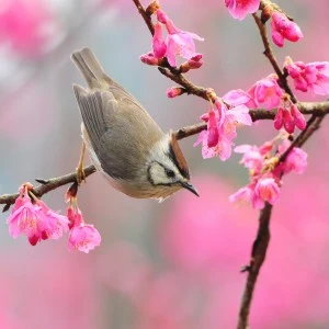 The Best Early Spring Flowers