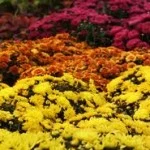 Native Long Island Plants