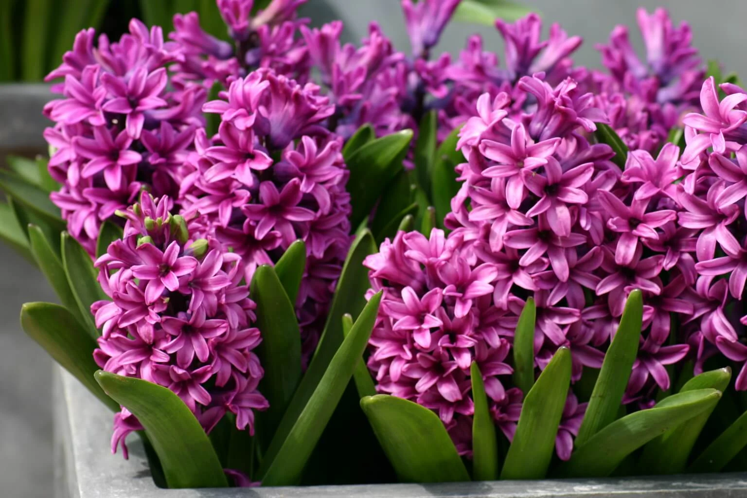 Spring 2013