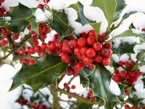 Prepping Shrubs for Winter