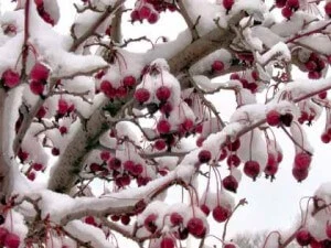Winterizing Strawberry Pots