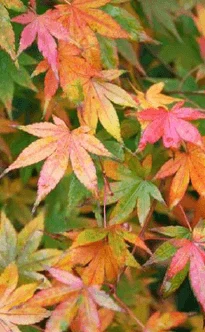 Fall 2009