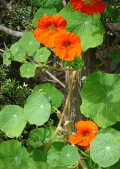 Spring 2009