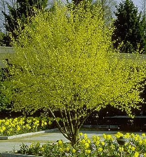 Spring 2011