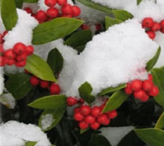 Winter 2009