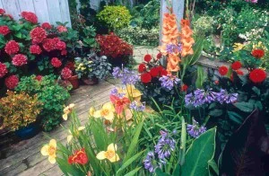 Container garden with flowering plants on a patio