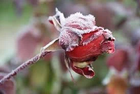 Brighten up your winter garden.