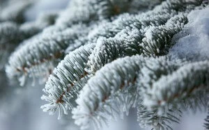 Trees and Snow: The Do’s and Don’ts of Winter Tree Care