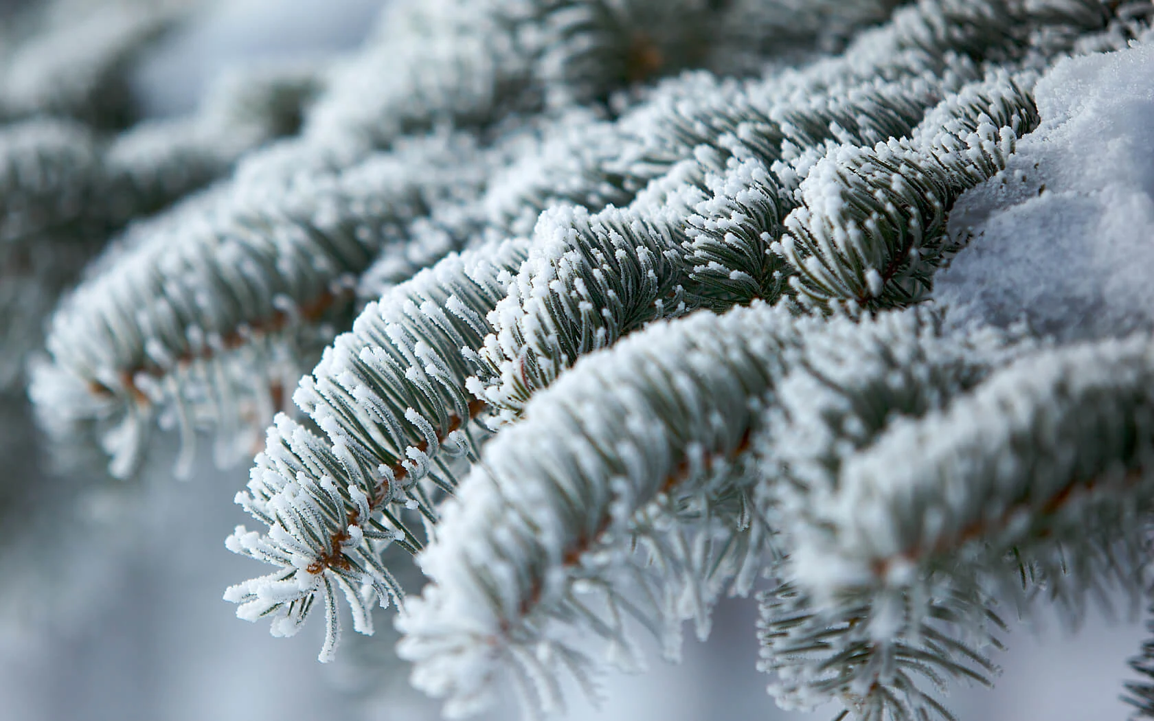 Winter 2014