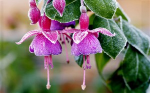 Preventing Late Frost From Damaging Your Plants