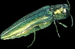 ogbug