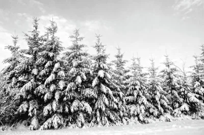 Winter 2015