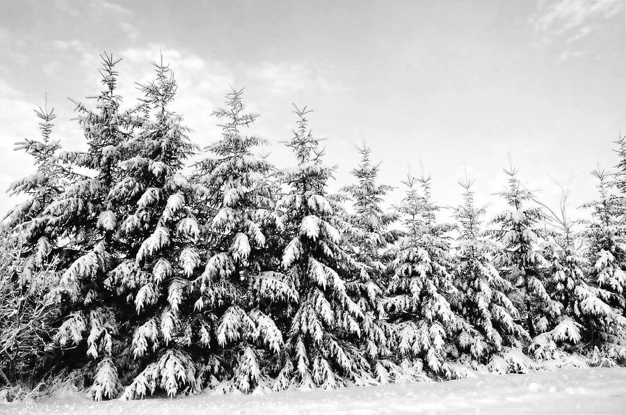 Winter 2015