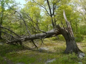 When to call an Arborist