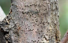 Tree Boring Insects: What You Need to Know
