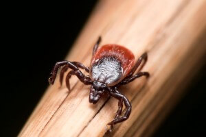 Besides Lyme: Other Dangerous Tick-Borne Illnesses